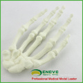 TF13 (12324) Solid Foam Normal Anatomy Large Right Hand Bones Orthopaedic Model